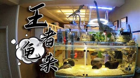 長尾龜跟魚一起養|魚中魚─靈獸烏龜的飼養方法